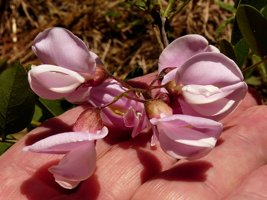 {Robinia nana}